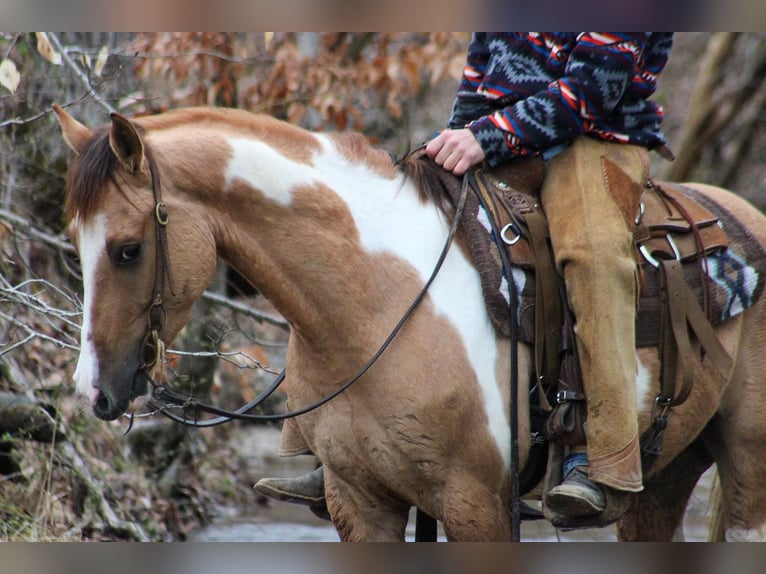 American Quarter Horse Castrone 4 Anni 152 cm Falbo in Lexington IN