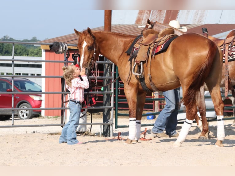 American Quarter Horse Castrone 4 Anni 152 cm Falbo in Purdy, MO