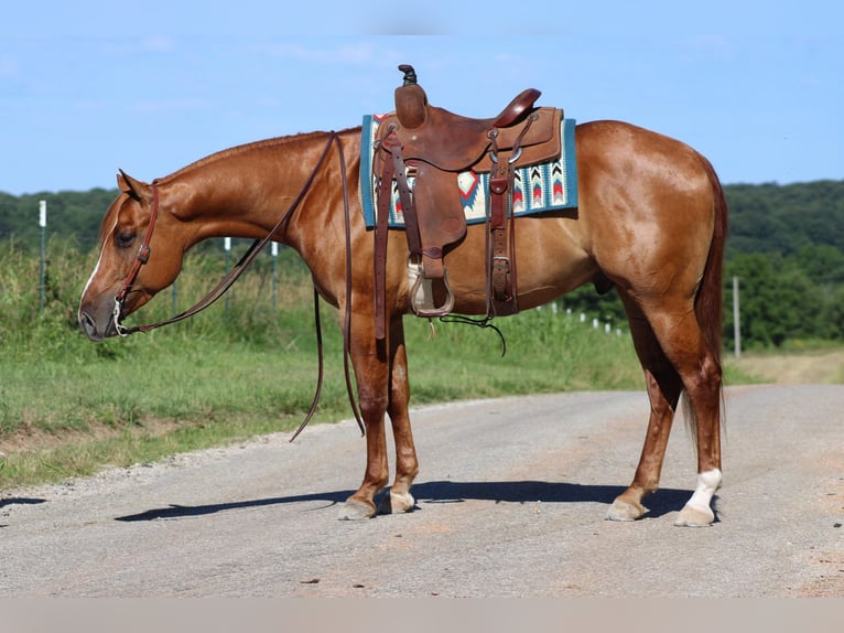 American Quarter Horse Castrone 4 Anni 152 cm Falbo in Purdy, MO