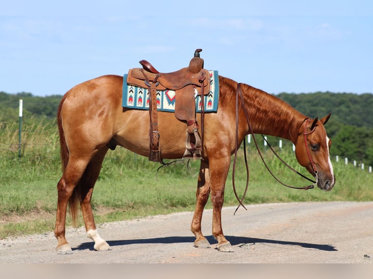 American Quarter Horse Castrone 4 Anni 152 cm Falbo in Purdy, MO