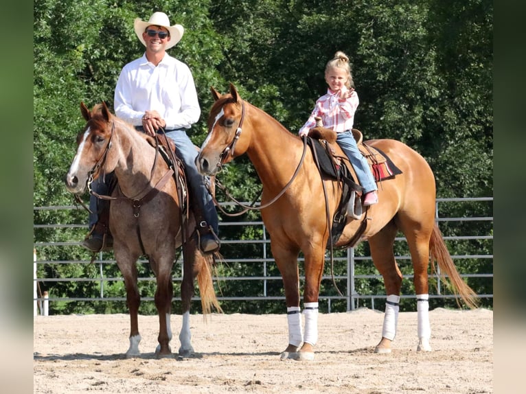 American Quarter Horse Castrone 4 Anni 152 cm Falbo in Purdy, MO