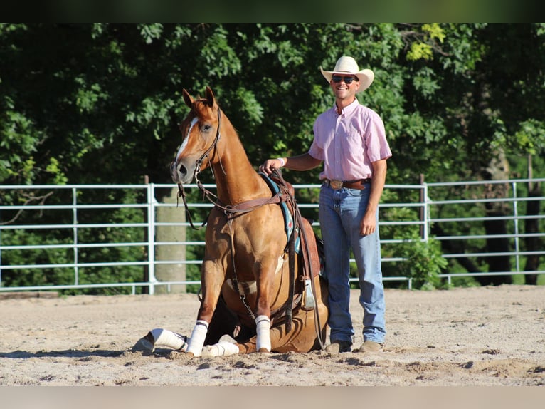 American Quarter Horse Castrone 4 Anni 152 cm Falbo in Purdy, MO