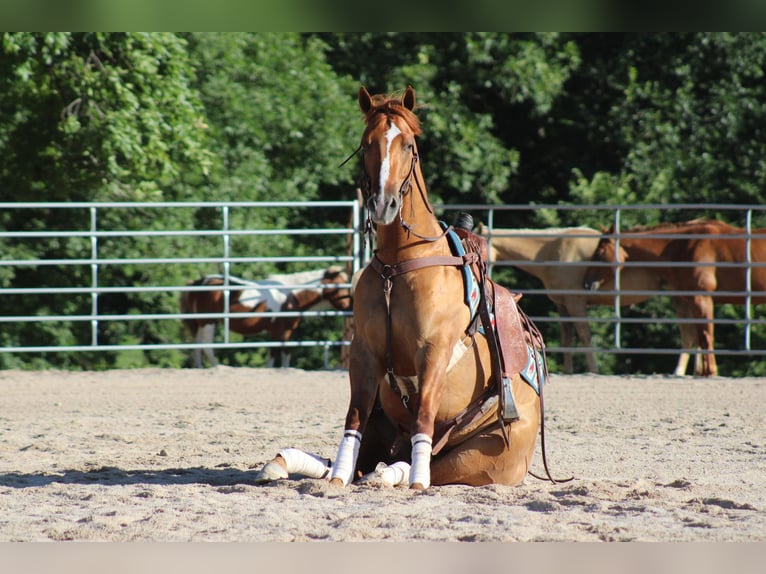 American Quarter Horse Castrone 4 Anni 152 cm Falbo in Purdy, MO