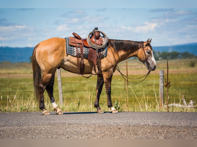 American Quarter Horse Castrone 4 Anni 152 cm Falbo in Saint Anthony