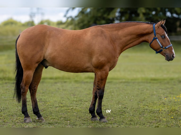 American Quarter Horse Castrone 4 Anni 152 cm Falbo in Büttelborn