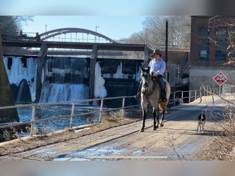 American Quarter Horse Castrone 4 Anni 152 cm Grigio in Zearing IA