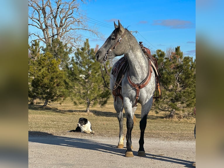 American Quarter Horse Castrone 4 Anni 152 cm Grigio in Zearing IA