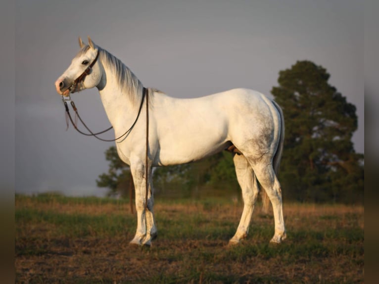 American Quarter Horse Castrone 4 Anni 152 cm Grigio pezzato in Grapeland TX