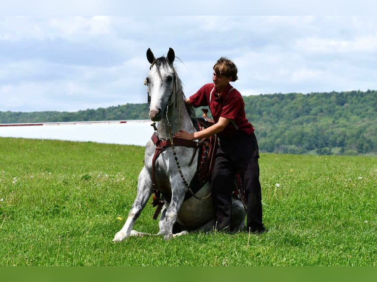 American Quarter Horse Castrone 4 Anni 152 cm Grigio pezzato in Rebersburg