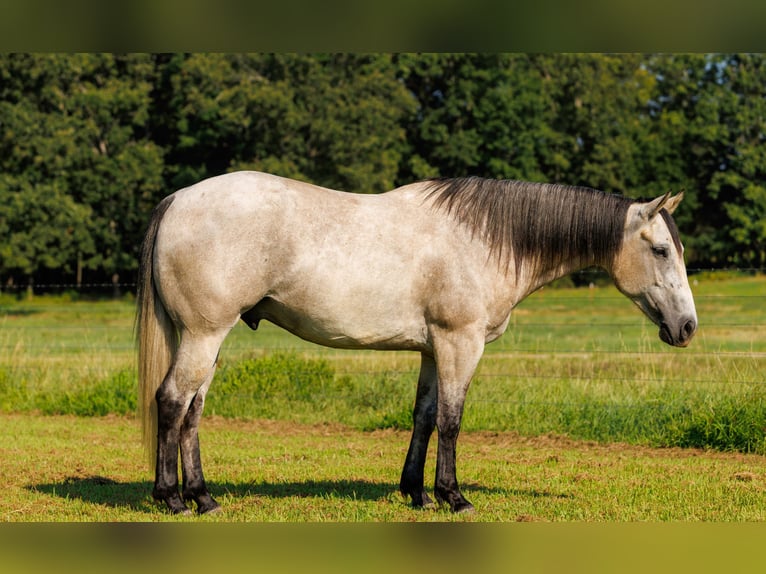 American Quarter Horse Castrone 4 Anni 152 cm Grigio in Quitman