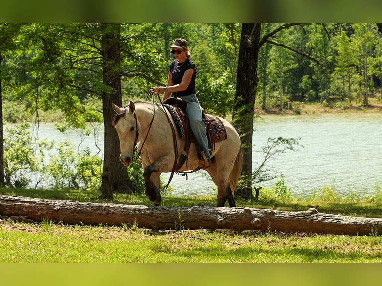 American Quarter Horse Castrone 4 Anni 152 cm Grigio in Quitman