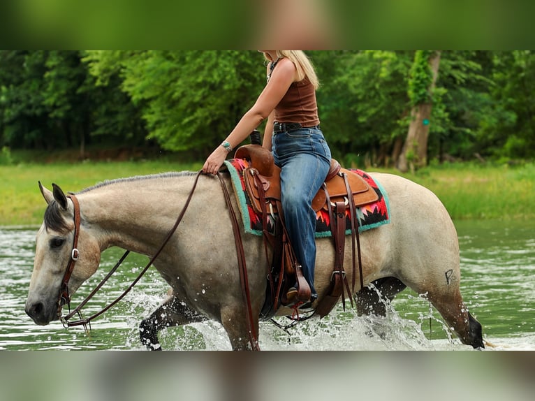 American Quarter Horse Castrone 4 Anni 152 cm Grigio in Quitman