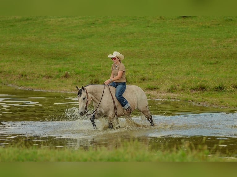 American Quarter Horse Castrone 4 Anni 152 cm Grigio in Quitman