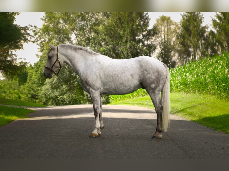 American Quarter Horse Castrone 4 Anni 152 cm Grigio in Street, MD