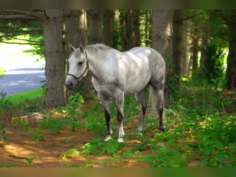 American Quarter Horse Castrone 4 Anni 152 cm Grigio in Street, MD