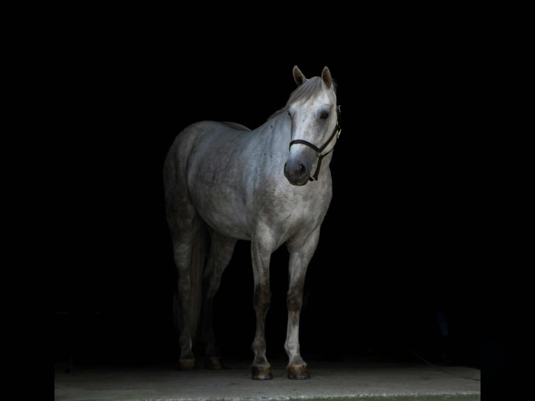 American Quarter Horse Castrone 4 Anni 152 cm Grigio in Street, MD