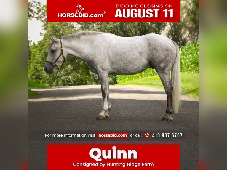 American Quarter Horse Castrone 4 Anni 152 cm Grigio in Street, MD
