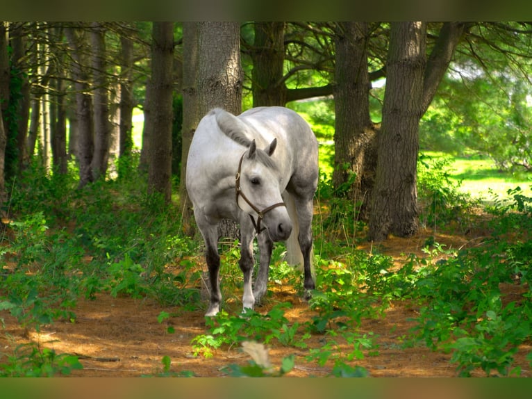 American Quarter Horse Castrone 4 Anni 152 cm Grigio in Street, MD