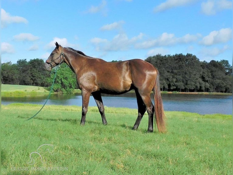 American Quarter Horse Castrone 4 Anni 152 cm Morello in New Summerfield, TX