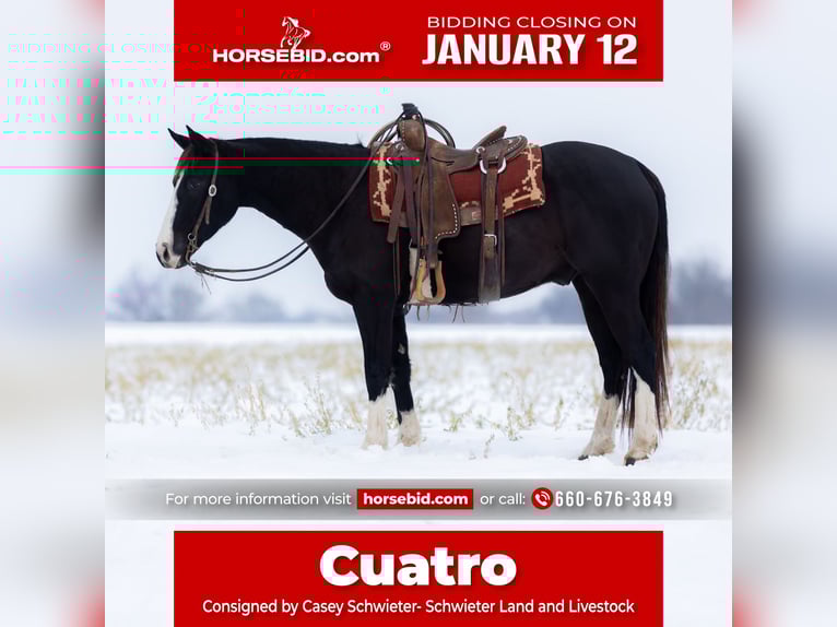 American Quarter Horse Castrone 4 Anni 152 cm Morello in Shelbina