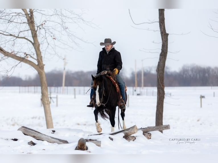 American Quarter Horse Castrone 4 Anni 152 cm Morello in Shelbina