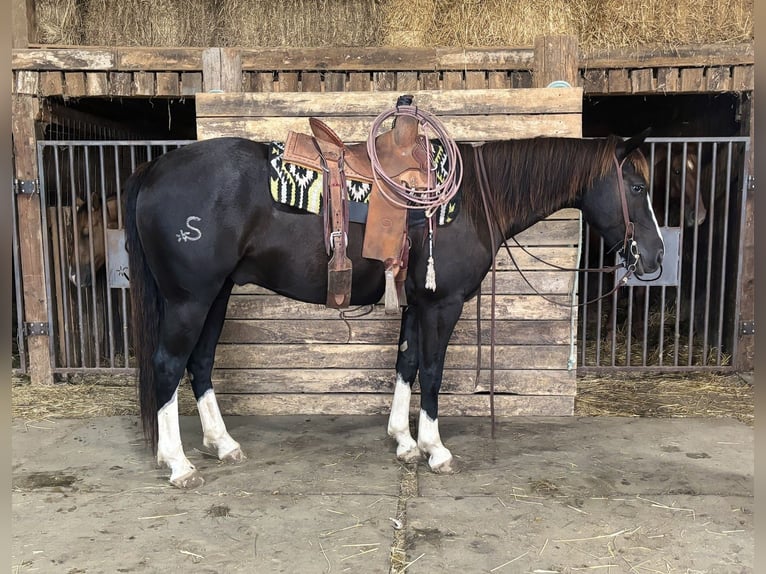 American Quarter Horse Castrone 4 Anni 152 cm Morello in Shelbina