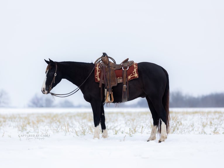 American Quarter Horse Castrone 4 Anni 152 cm Morello in Shelbina
