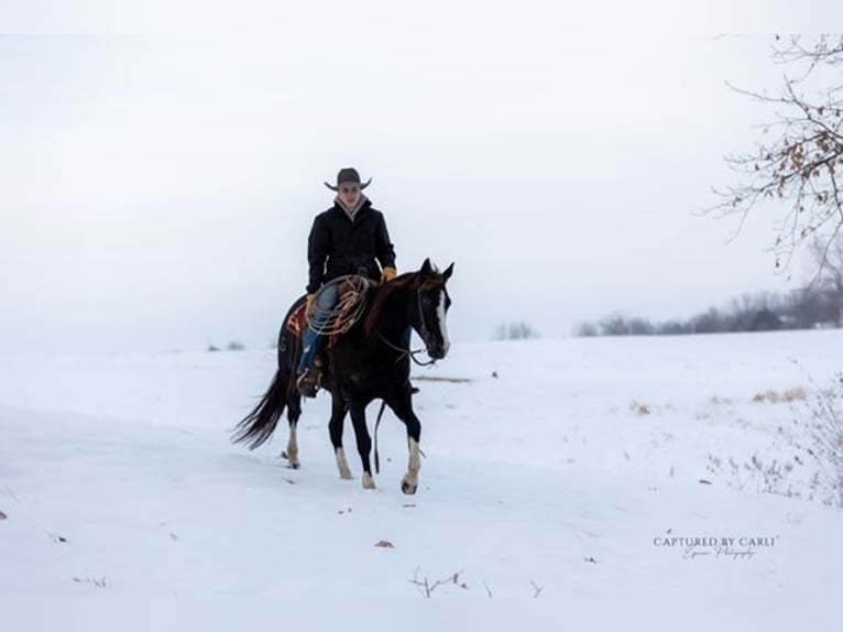 American Quarter Horse Castrone 4 Anni 152 cm Morello in Shelbina