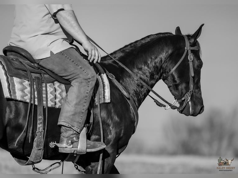 American Quarter Horse Castrone 4 Anni 152 cm Morello in Tompkinsville