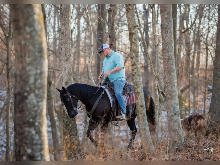American Quarter Horse Castrone 4 Anni 152 cm Morello in Tompkinsville