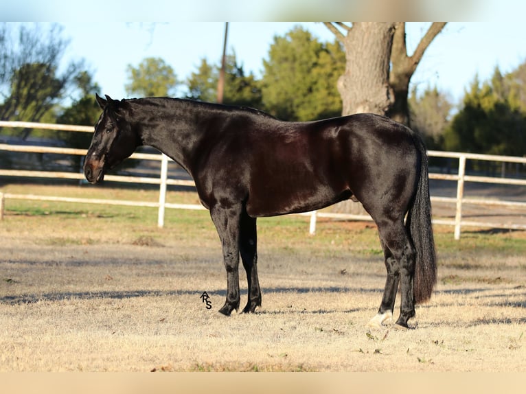 American Quarter Horse Castrone 4 Anni 152 cm Morello in Whitesboro, TX