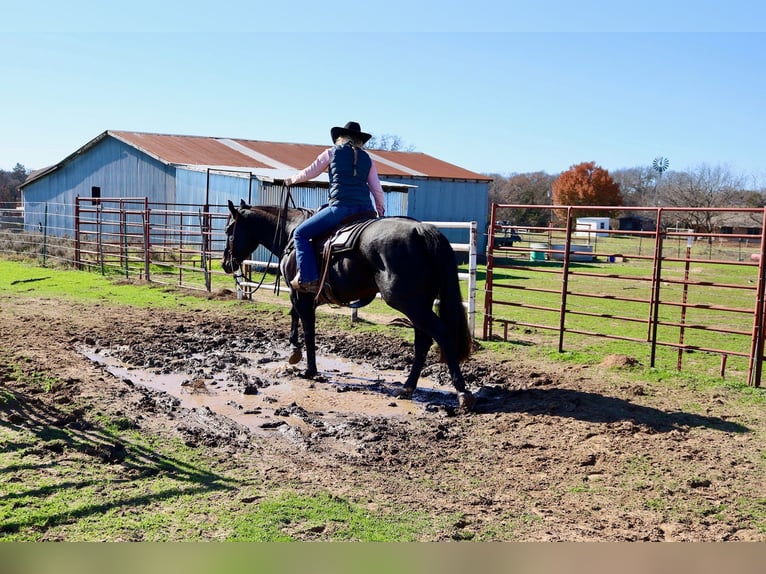 American Quarter Horse Castrone 4 Anni 152 cm Morello in Whitesboro, TX