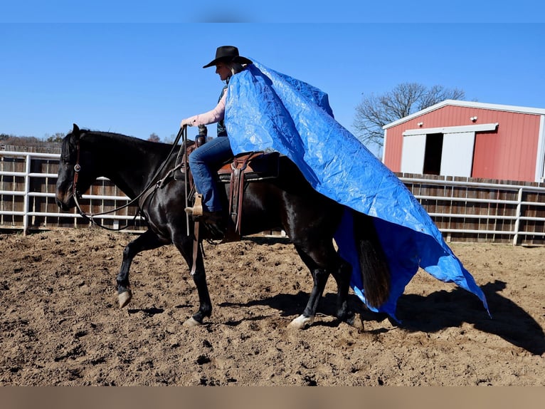 American Quarter Horse Castrone 4 Anni 152 cm Morello in Whitesboro, TX