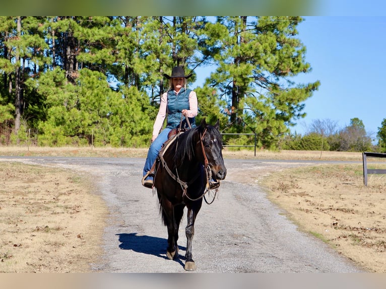 American Quarter Horse Castrone 4 Anni 152 cm Morello in Whitesboro, TX