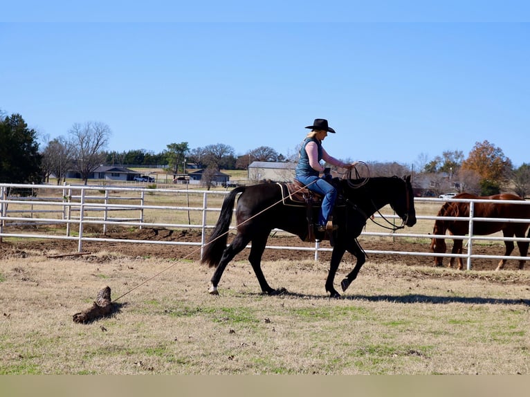 American Quarter Horse Castrone 4 Anni 152 cm Morello in Whitesboro, TX