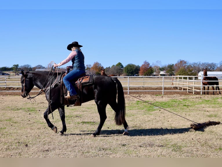 American Quarter Horse Castrone 4 Anni 152 cm Morello in Whitesboro, TX