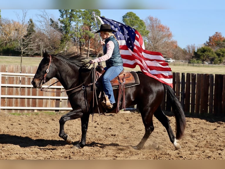 American Quarter Horse Castrone 4 Anni 152 cm Morello in Whitesboro, TX