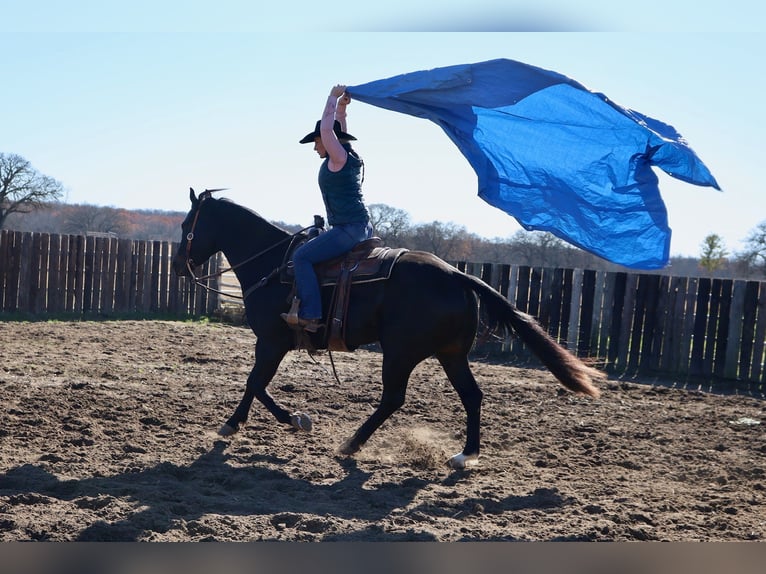 American Quarter Horse Castrone 4 Anni 152 cm Morello in Whitesboro, TX