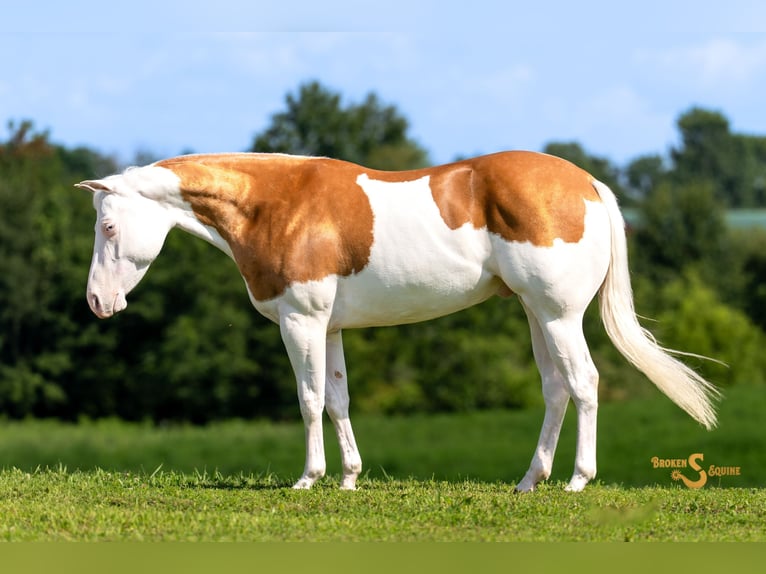 American Quarter Horse Castrone 4 Anni 152 cm Palomino in Bogard, MO