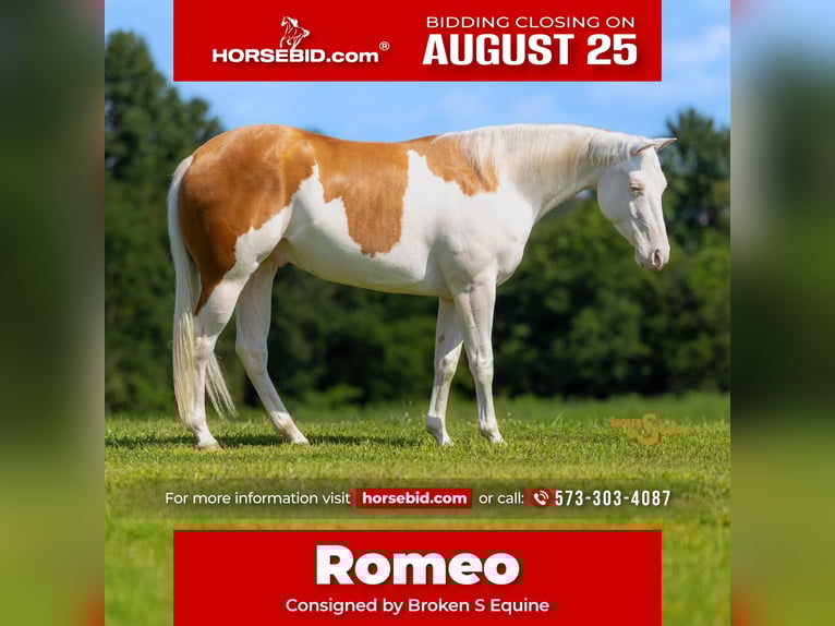 American Quarter Horse Castrone 4 Anni 152 cm Palomino in Bogard, MO