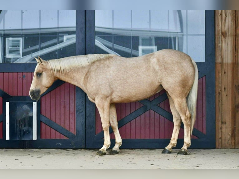 American Quarter Horse Castrone 4 Anni 152 cm Palomino in Rebersburg