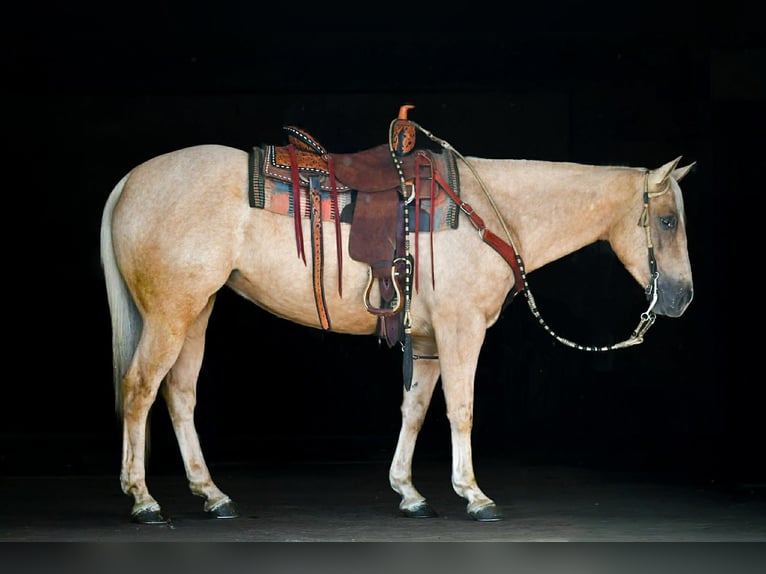 American Quarter Horse Castrone 4 Anni 152 cm Palomino in Rebersburg