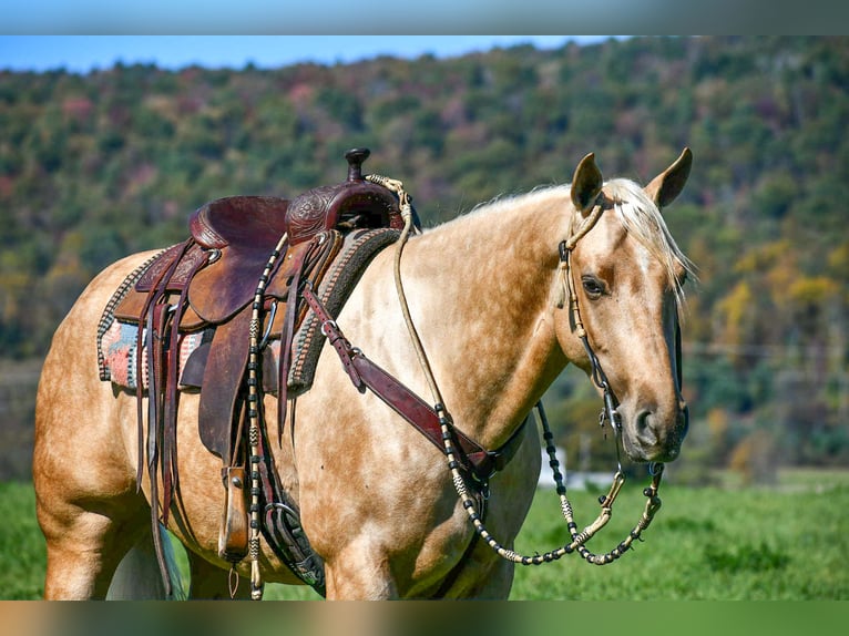American Quarter Horse Castrone 4 Anni 152 cm Palomino in Rebersburg