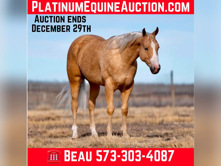 American Quarter Horse Castrone 4 Anni 152 cm Palomino in Mountain Grove Mo