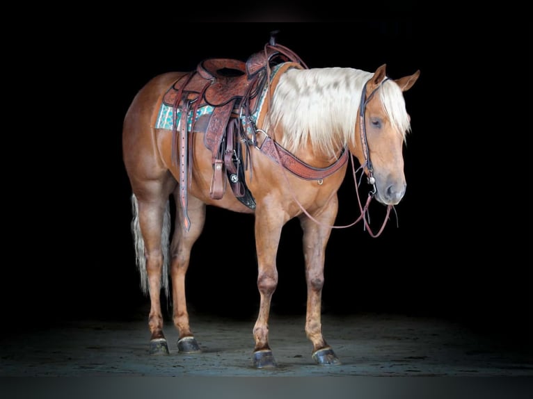 American Quarter Horse Castrone 4 Anni 152 cm Palomino in Clarion