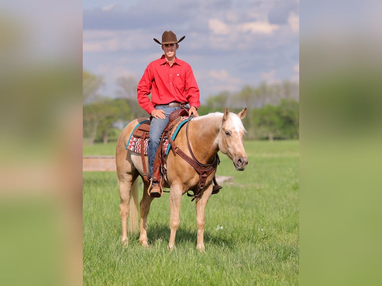 American Quarter Horse Castrone 4 Anni 152 cm Palomino in Adair, OK