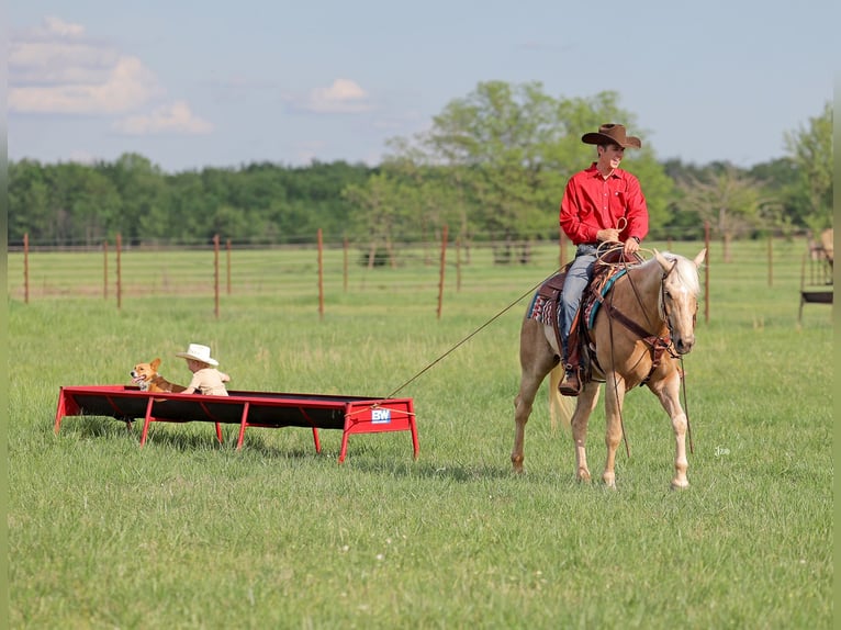 American Quarter Horse Castrone 4 Anni 152 cm Palomino in Adair, OK