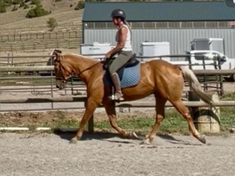American Quarter Horse Castrone 4 Anni 152 cm Palomino in Bozeman