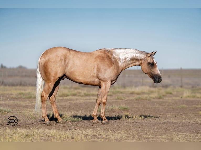 American Quarter Horse Castrone 4 Anni 152 cm Palomino in Canyon