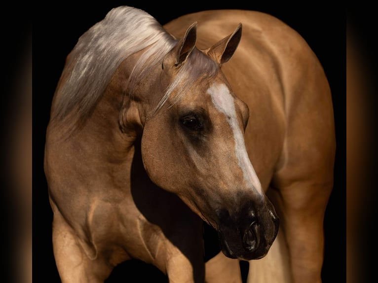 American Quarter Horse Castrone 4 Anni 152 cm Palomino in Canyon